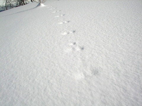 百沢スキー場 動物の足跡